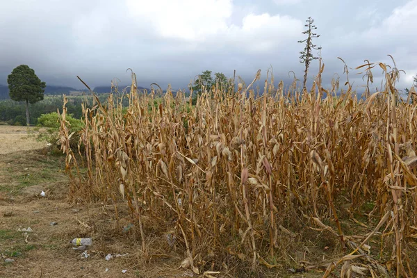 Tørrede majs- eller majsplanter på gården i Mexico - Stock-foto
