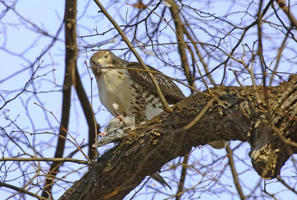 Falcão de cauda vermelha comendo pombo na árvore — Fotografia de Stock