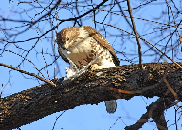 Faucon à queue rouge mangeant du pigeon dans l'arbre — Photo