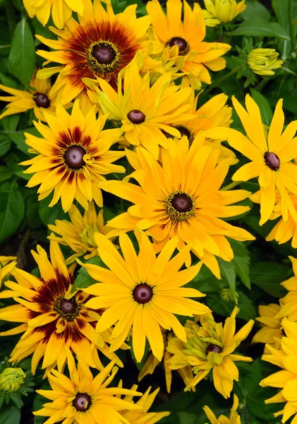 Amarelo colorido Rudbeckia Preto olhos susan flores — Fotografia de Stock