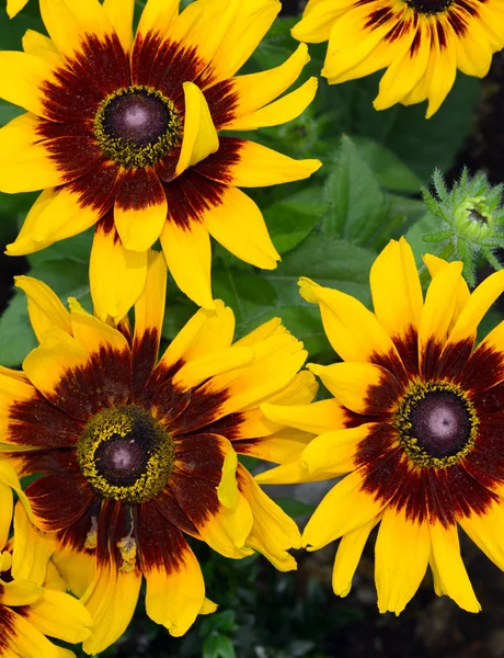 Amarelo colorido Rudbeckia Preto olhos susan flores — Fotografia de Stock