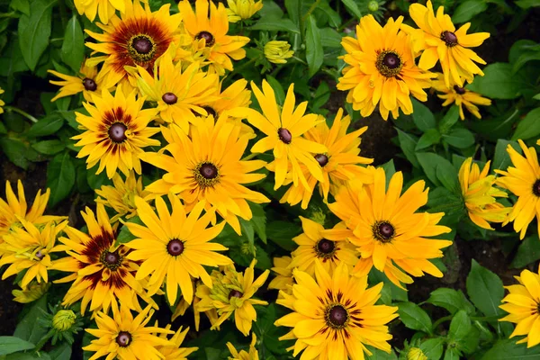 Bunte gelbe Rudbeckia-Schwarzaugen-Susanblüten — Stockfoto