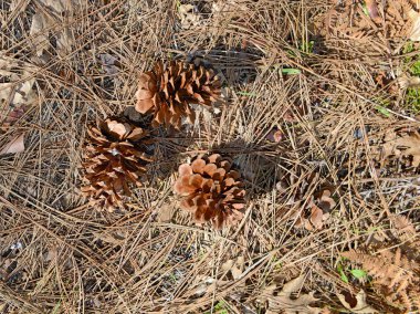 çam kozalağı orman katta