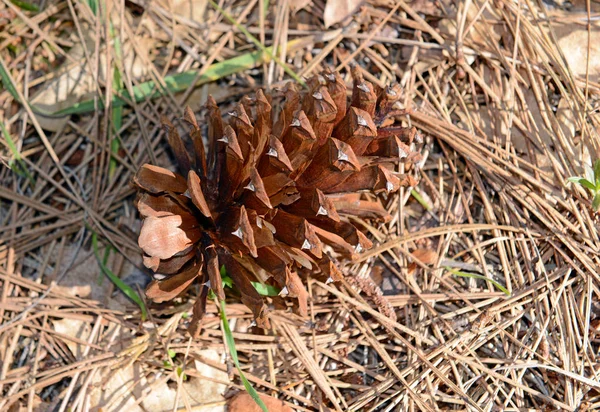 Cono di pino sul pavimento della foresta — Foto Stock