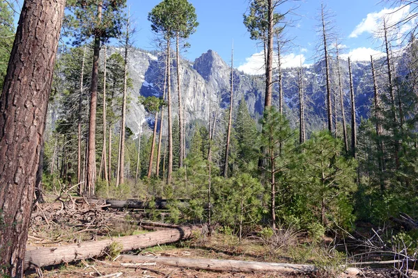 New growth pine trees after forest fire in Sierra Nevada Mountains, California — Stock Photo, Image