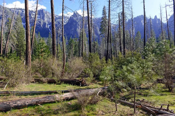 Novos pinheiros de crescimento após incêndio florestal em Sierra Nevada Mountains, Califórnia — Fotografia de Stock