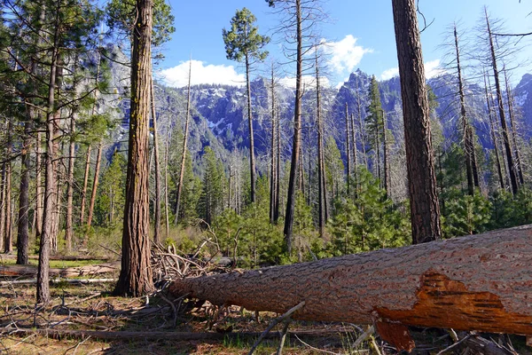 Novos pinheiros de crescimento após incêndio florestal em Sierra Nevada Mountains, Califórnia — Fotografia de Stock