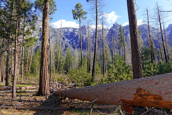 New growth pine trees after forest fire in Sierra Nevada Mountains, California — Stock Photo, Image