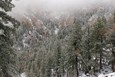 Alp orman manzara kar, Sandia dağlar, New Mexico, ABD ile canlı renkler