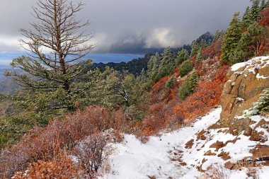 Alp orman manzara kar, Sandia dağlar, New Mexico, ABD ile canlı renkler