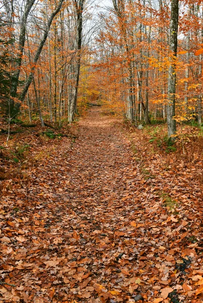 ニューヨーク州アディロンダック山脈の紅葉の鮮やかな色 — ストック写真