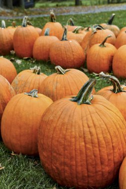 Sonbaharda çiftlikte balkabakları