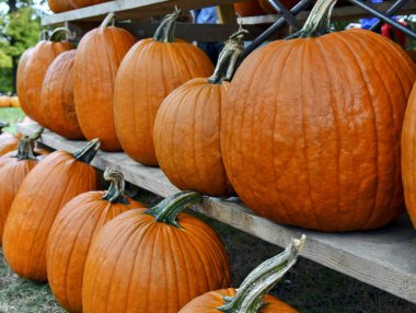 Sonbaharda çiftlikte balkabakları