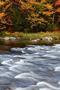 Adirondack Dağları, New York Eyaleti 'ndeki Sonbahar yeşilliğinin canlı renkleri