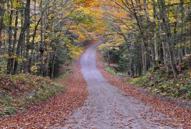 Adirondack Dağları, New York Eyaleti 'ndeki Sonbahar yeşilliğinin canlı renkleri