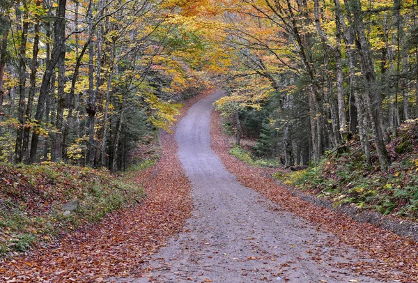 Adirondack Dağları New York Eyaleti Ndeki Sonbahar Yeşilliğinin Canlı Renkleri — Stok fotoğraf