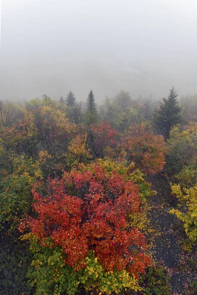 Żywe Kolory Jesiennych Liści Górach Adirondack Stan Nowy Jork — Zdjęcie stockowe