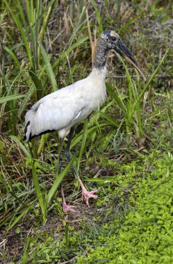 Florida 'da çimde leylek