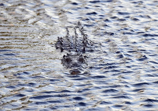 Crocodilo Americano Água Sul Flórida Eua — Fotografia de Stock