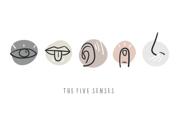 Iconos Simples Dibujados Mano Que Representan Los Cinco Sentidos Garabatos — Vector de stock