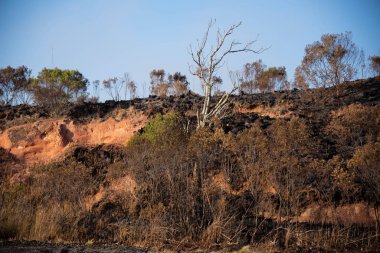 Güney Brezilya 05 'te yandı.