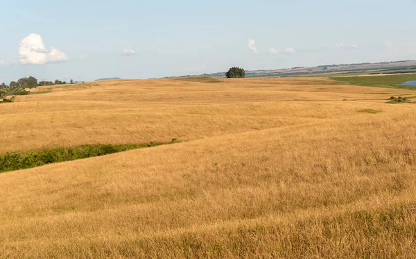 Agropastoral countryside in southern Brazil bordering Uruguay1 — Stock Photo, Image