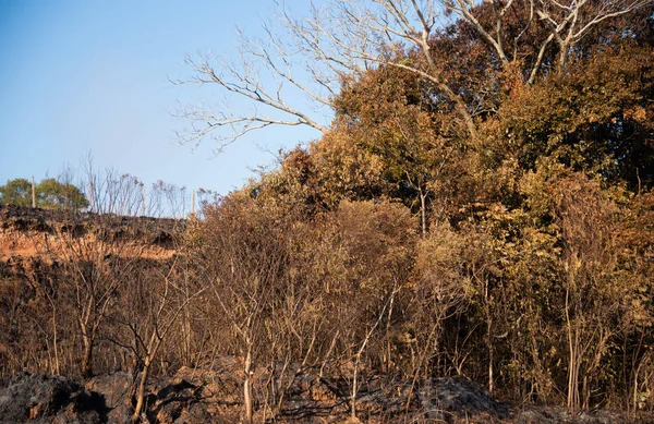 Quemado en el sur de Brasil 07 — Foto de Stock