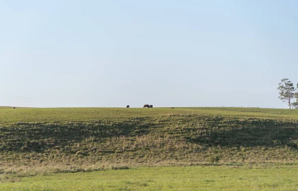 Fazenda para exportação de carne no Brasil3 — Fotografia de Stock