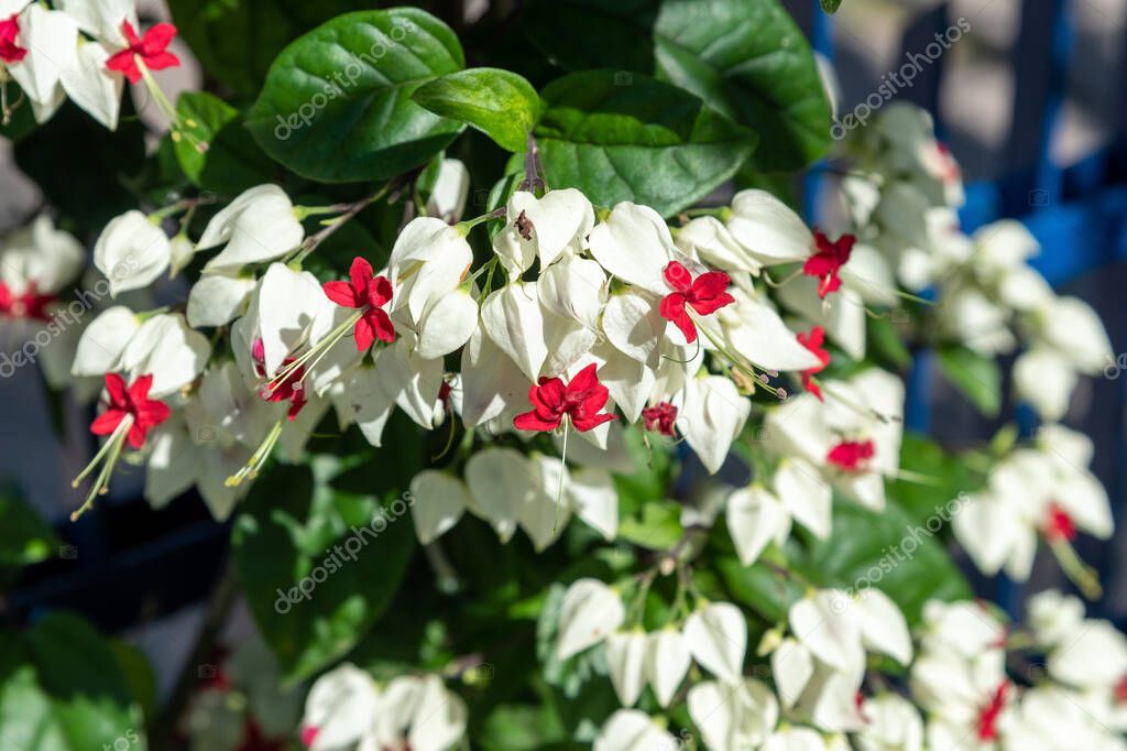 Clerodendrum thomsoniae flowers. The Christian teardrop vine always has a beautiful effect wherever it is planted, the red flowers with pink chalices and the white ones with red chalices.