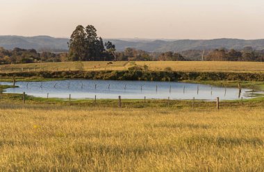 Güney Brezilya 'daki çayırlık arazi ve arka planda sığırların içmesi için küçük bir tatlı su gölü. Güney Brezilya 'da tarlaların kullanılmadığı küçük kırsal alan..