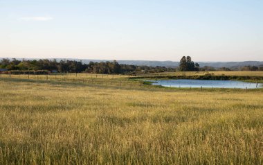 Güney Brezilya 'daki çayırlık arazi ve arka planda sığırların içmesi için küçük bir tatlı su gölü. Güney Brezilya 'da tarlaların kullanılmadığı küçük kırsal alan..