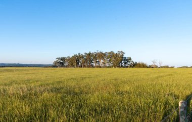 Tarla, ekin rotasyonunda ekilmeyen tarlada graminealar ekildi. Güney Brezilya 'da küçük bir kırsal arazi. soya fasulyesi üretim alanı.