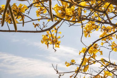 Tabebuia vellosoi ağacı. Brezilya 'nın tüm bölgelerinde Bignoniceas ailesine ait olarak bulundu. Açık ağaç ve süs ağacı, Brezilya 'nın ağaç sembolü. Genel İsim ipe sarı.