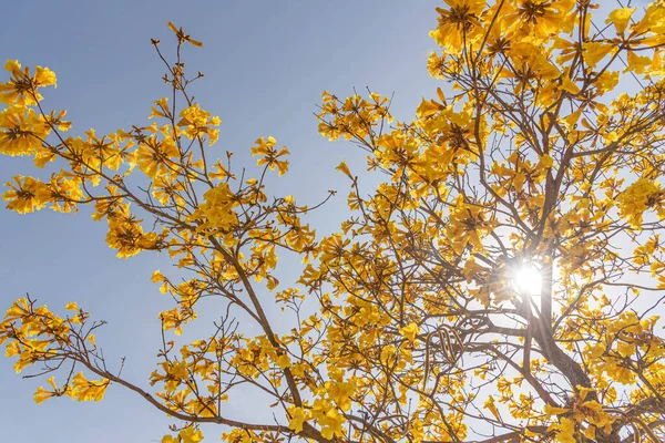 Tabebuia vellosoi ağacı. Brezilya 'nın tüm bölgelerinde Bignoniceas ailesine ait olarak bulundu. Açık ağaç ve süs ağacı, Brezilya 'nın ağaç sembolü. Genel İsim ipe sarı.