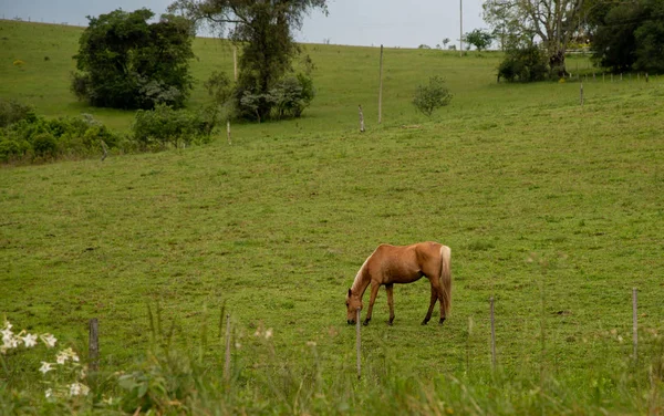ブラジルのインテリアの小さな農村部のプロパティで緑の芝生の上で若い馬の給餌 田園風景 — ストック写真
