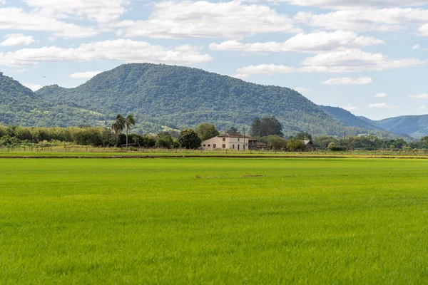 Rural landscape in southern Brazil. Rice floodplain irrigated in post-germination stage. In the background, a house built by immigrant settlers who arrived in the region in the early nineteenth century.