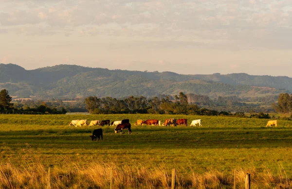 Ampla Fazenda Pecuária Sul Brasil Campo Madrugada Inverno Campos Pastagem — Fotografia de Stock