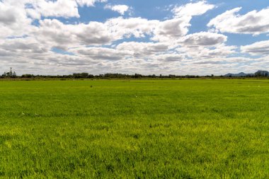 Sulamalı pirinç tarlasından sahneler, zaten etkin bir filizlenme ve mahsulün tamamını kaplayan su. Güney Brezilya 'da tarım üretim yönetimi. Tüketim için gıda üretimi.