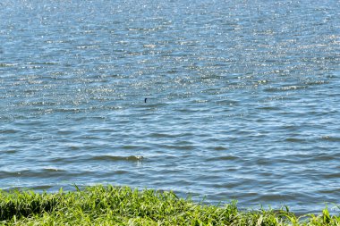 Cerro Chapado bölgesindeki kırsal alan, Jaguari şehrinin iç kesimi, SC, Brezilya. Alman ve İtalyan göçmenler tarafından sömürgeleştirilen dağ bölgesi ve üzüm ve şarap üretimi yeri.