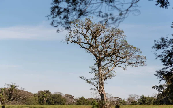 Landelijk Landschap Cerro Chapado Plaats Interieur Van Jaguari Stad Brazilië — Stockfoto