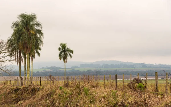 Syagrus Romanzoffiana Plantas Fundo Paisagem Bioma Pampa Uma Palmeira Nativa — Fotografia de Stock