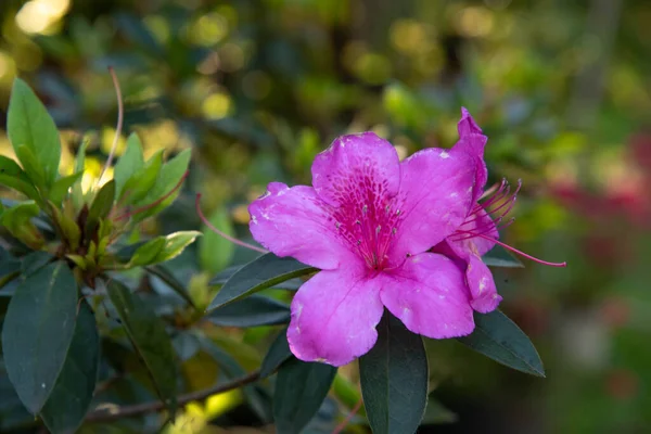 Blauwe Bloem Van Begonia Voornamelijk Planten Van Het Geslacht Begonia — Stockfoto