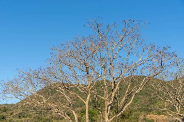 Tree Enterolibium and rural landscape clipart