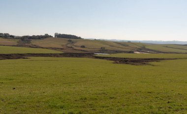 Güney Amerika 'da geniş çiftlik hayvanlarının yetiştirildiği yeşil tarlaların manzarası. Pampas Gauchos ve Pampa Biomu 'nun manzarası.
