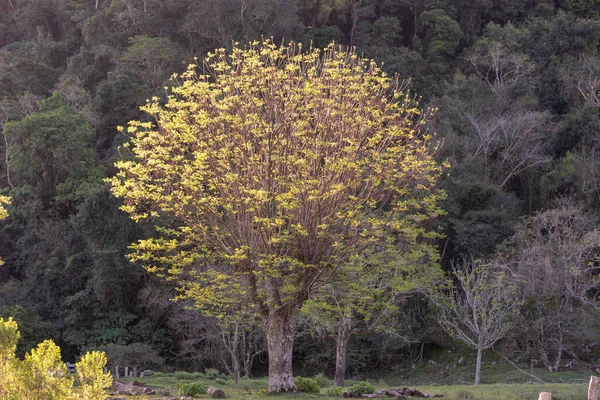 Melia Azedarach Conhecida Pelos Nomes Comuns Canela Amargura Uma Árvore — Fotografia de Stock