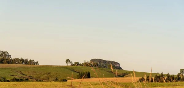 Güney Brezilya 'da tarım ve sığır çiftliklerinin uygulandığı tarlalar ve karakteristik biyomu ile Pampa Gacho' nun manzarası. Uruguay ve Arjantin sınırları.