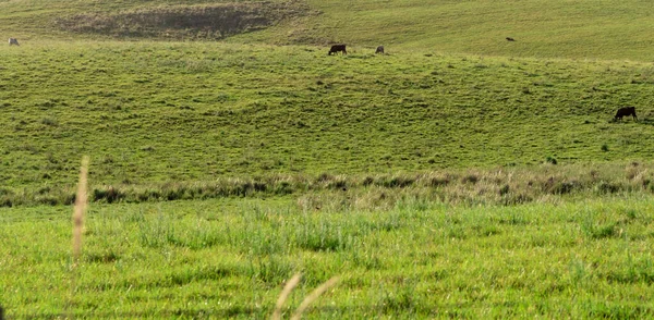 Áreas Fazendas Sul Brasil Onde Agricultura Pecuária São Praticadas Paisagem — Fotografia de Stock