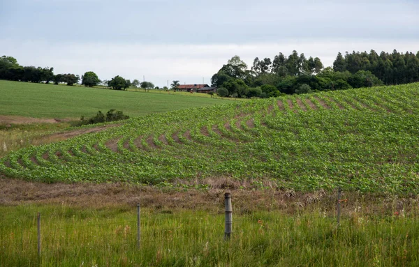Güney Brezilya 'da tarım ve sığır çiftliklerinin uygulandığı tarlalar ve karakteristik biyomu ile Pampa Gacho' nun manzarası. Uruguay ve Arjantin sınırları.