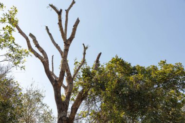 Brezilya 'nın Jaguari kentindeki Cerro Chapado' da kırsal bir arazinin ortasındaki bir kara yolunun resmi. Arazinin sakinlerini çevreleyen yollar.