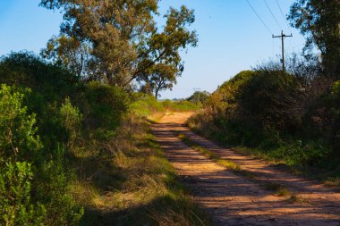 Toprak ve çalı yolları. Brezilya ve Uruguay sınırındaki ağaçların ve doğal bitkilerin arasında toprak bir yol. Yol güneş tarafından aydınlatılır ve ağaçlar tarafından gölgelenir. Boş hedef.